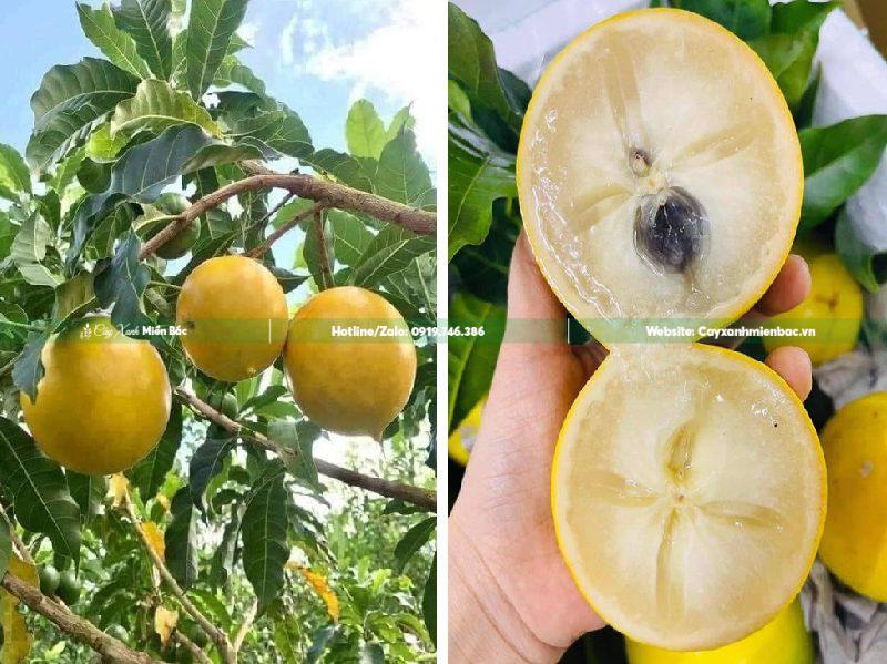 vú sữa hoàng kim