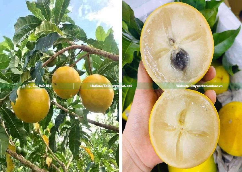 vú sữa hoàng kim vú sữa hoàng kim