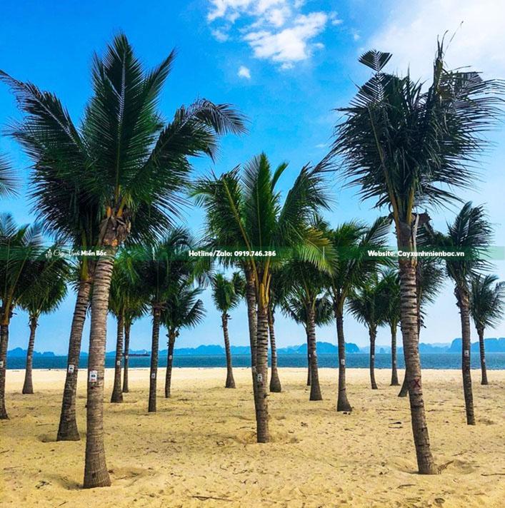bán cây dừa xiêm bán cây dừa xiêm