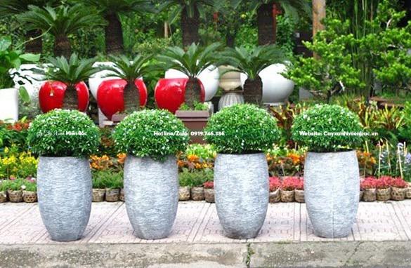 bán cây mai vạn phúc giá tốt bán cây mai vạn phúc giá tốt