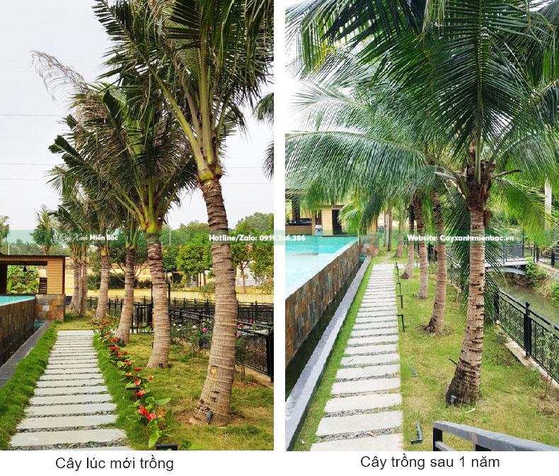 cây dừa công trình cây dừa công trình