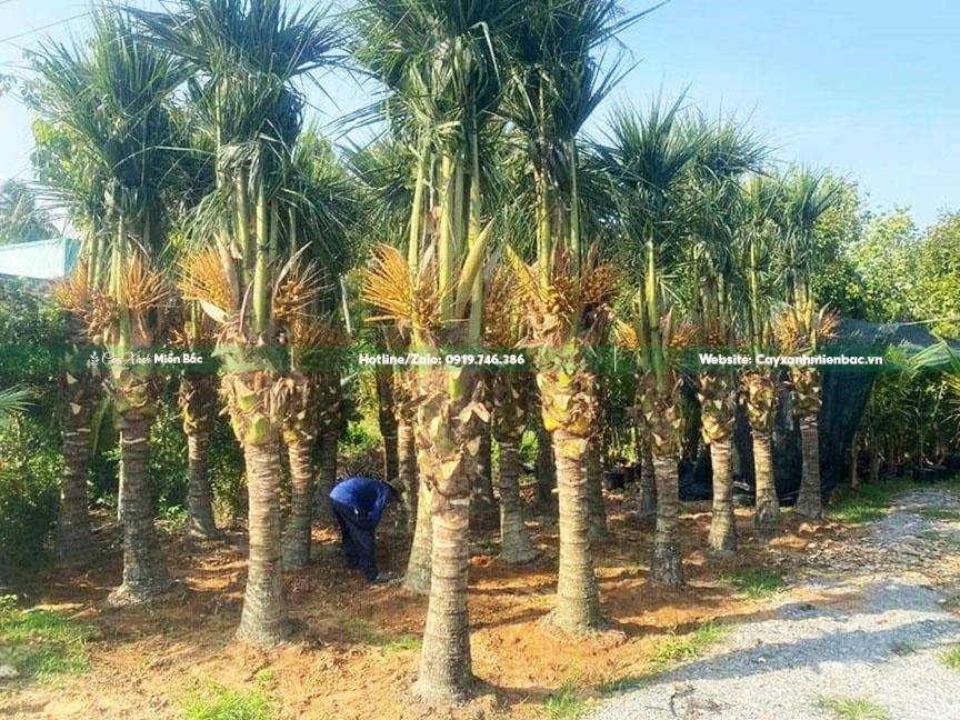 cây dừa giâm ủ cây dừa giâm ủ