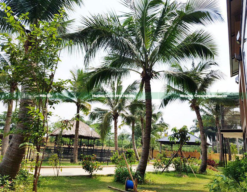 cây dừa trồng resort