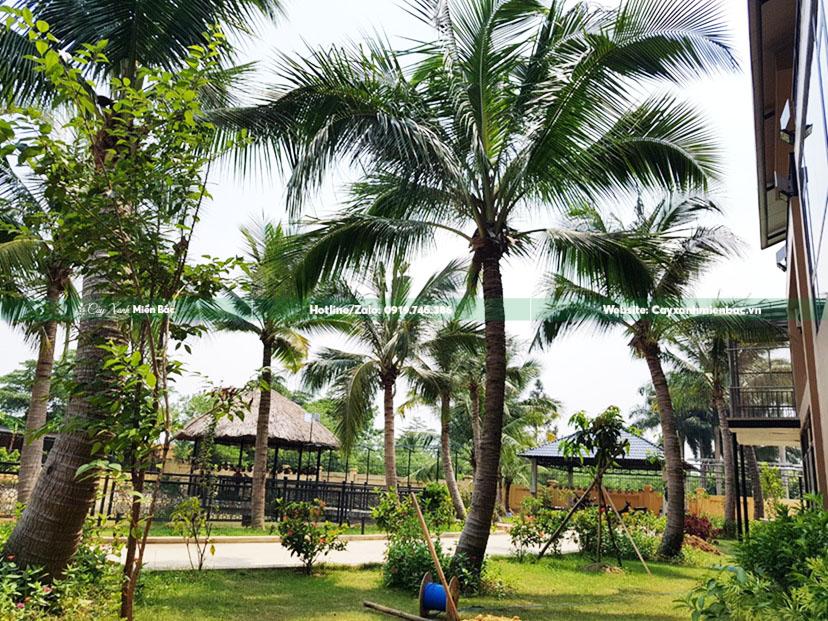 cây dừa trồng resort cây dừa trồng resort