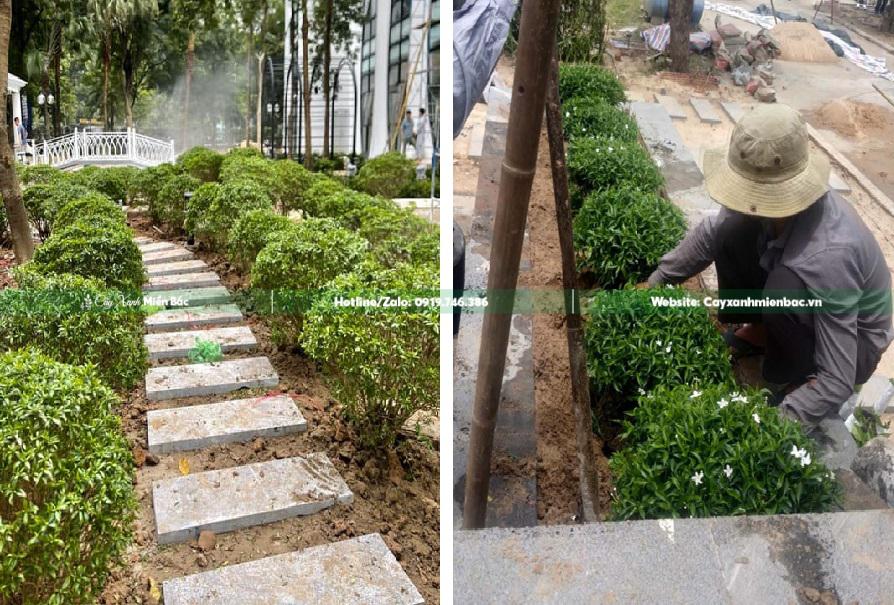 cây mai vạn phúc giá rẻ cây mai vạn phúc giá rẻ