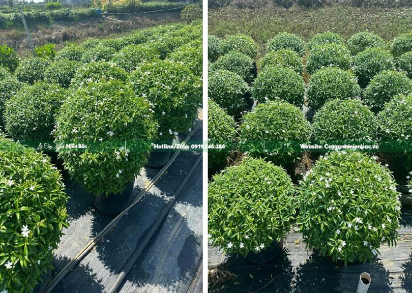 cây mai vạn phúc tại vườn cây mai vạn phúc tại vườn