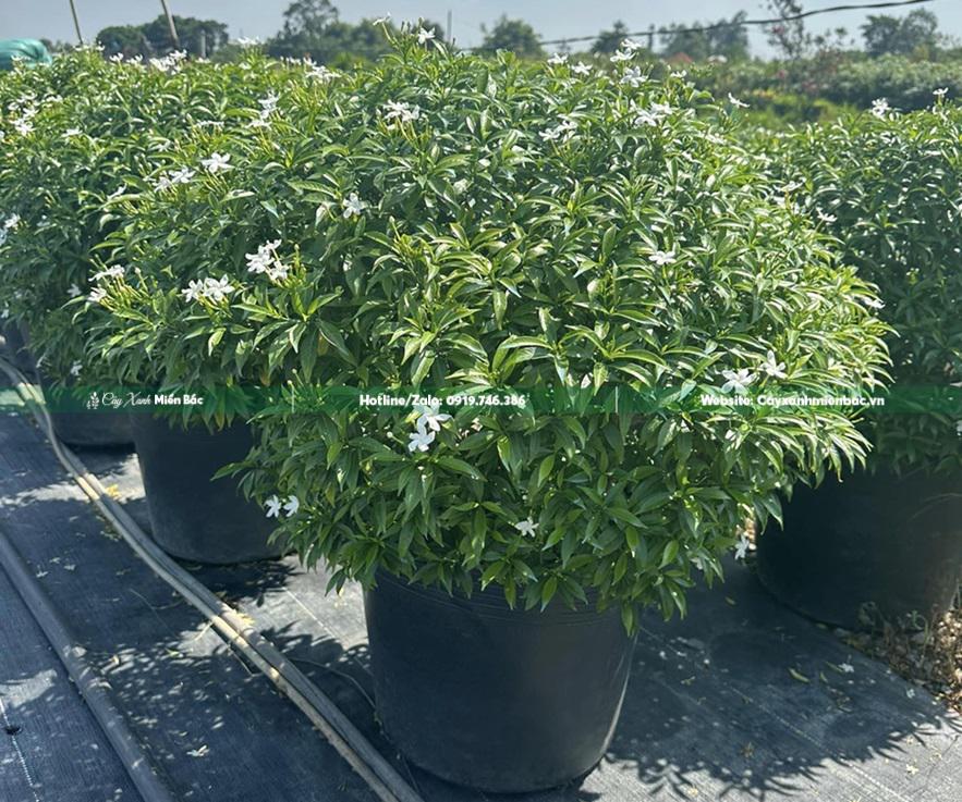 cây mai vạn phúc cây mai vạn phúc