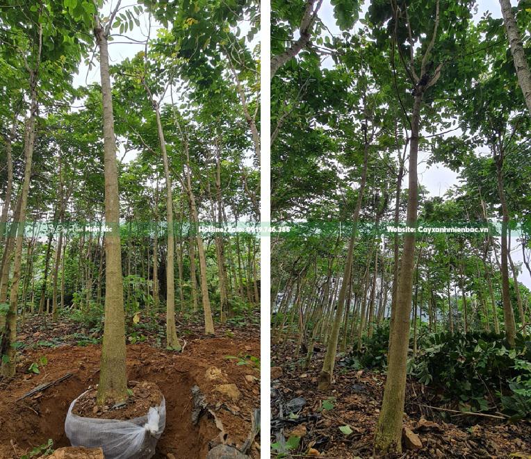 cây phượng hoàng lửa giá tốt cây phượng hoàng lửa giá tốt