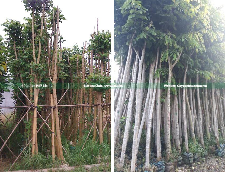 cây sò đo cam cỡ nhỏ cây sò đo cam cỡ nhỏ