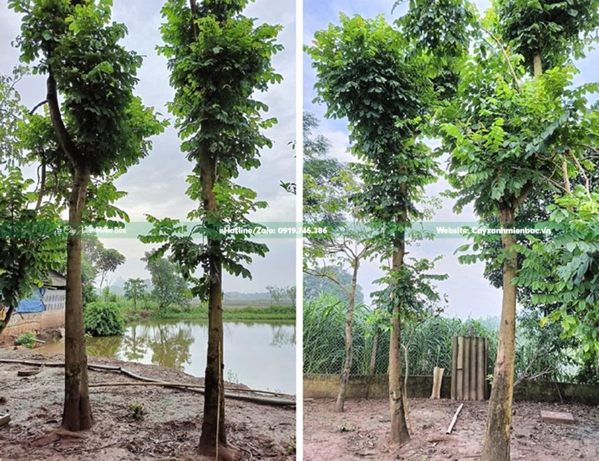 cây sò đo cam cỡ trung bình cây sò đo cam cỡ trung bình