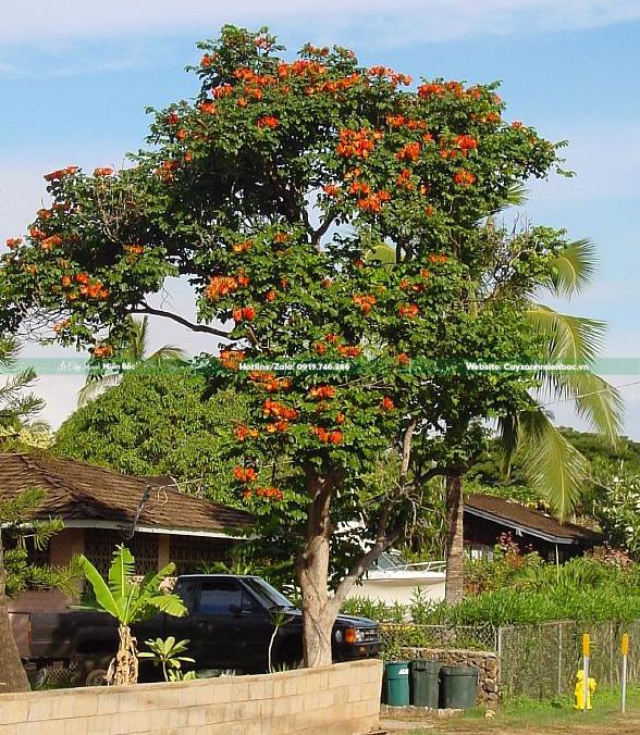 cây sò đo cam giá tốt