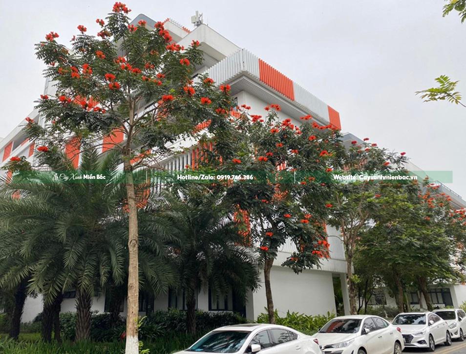 cây sò đo cam cây sò đo cam