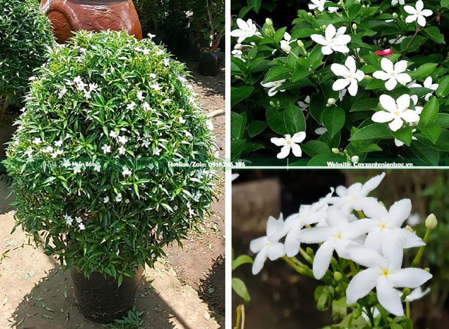 hoa mai vạn phúc hoa mai vạn phúc