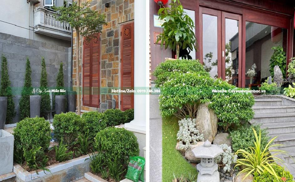 mai vạn phúc trồng tiểu cảnh sân vườn mai vạn phúc trồng tiểu cảnh sân vườn