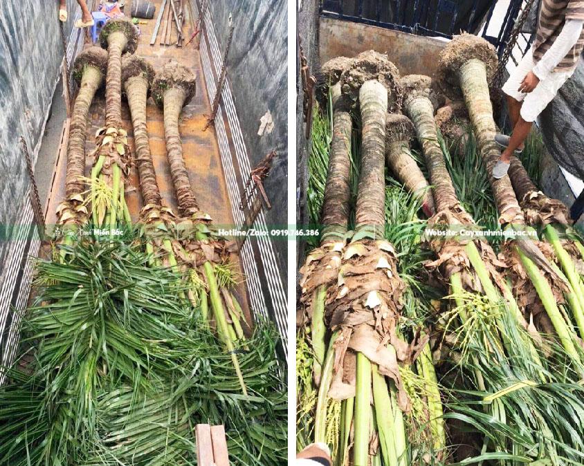 mua cây dừa mua cây dừa