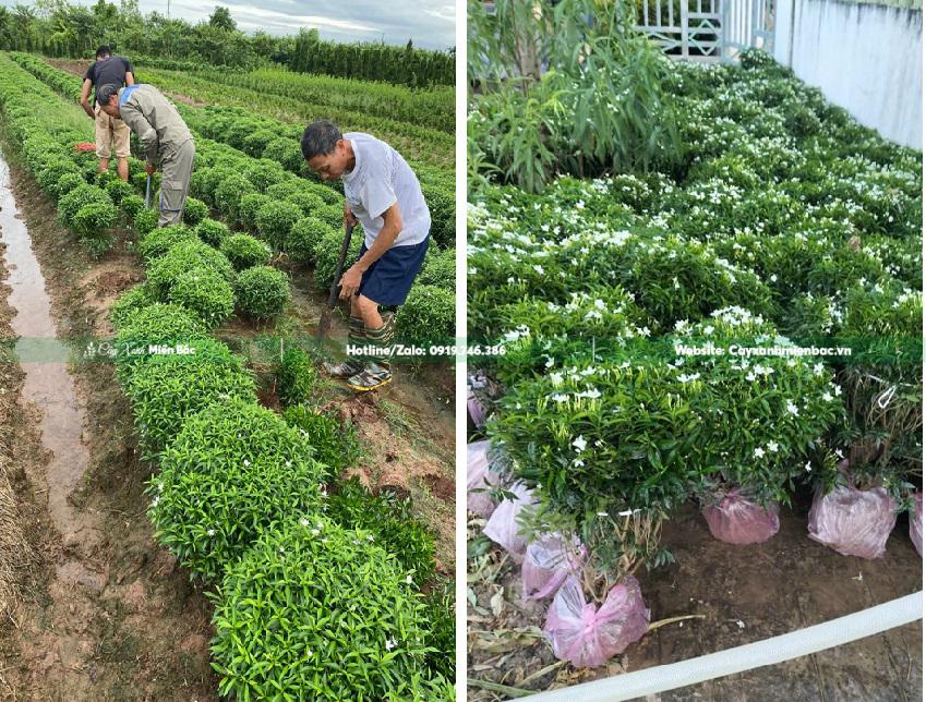 mua cây mai vạn phúc mua cây mai vạn phúc