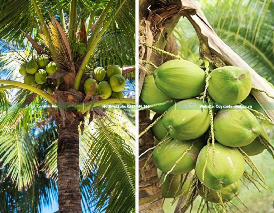 quả dừa quả dừa