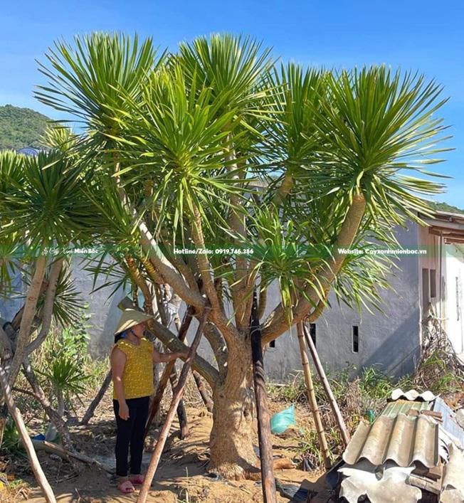 Cây phát tài núi Cây phát tài núi