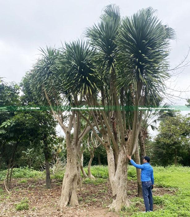 bán cây phát tài núi lớn bán cây phát tài núi lớn