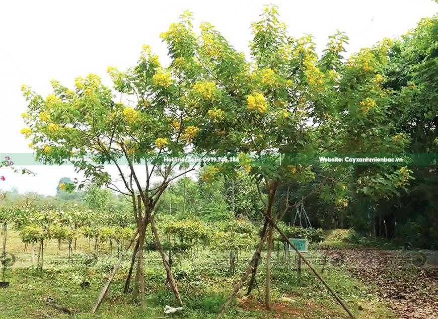 cây điệp vàng giá tốt cây điệp vàng giá tốt