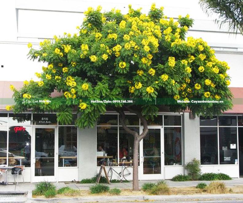 cây điệp vàng cây điệp vàng