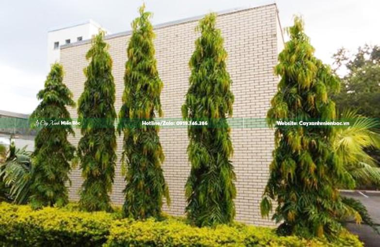 cây hoàng nam giá rẻ cây hoàng nam giá rẻ