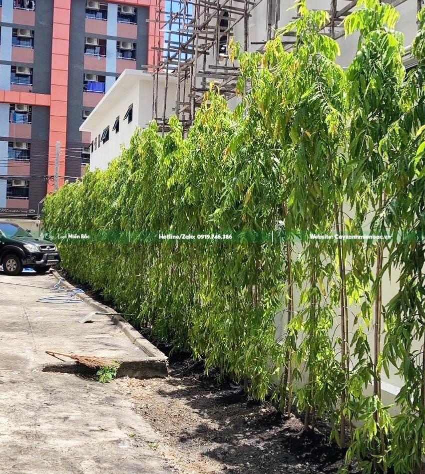 cây hoàng nam giá tốt cây hoàng nam giá tốt