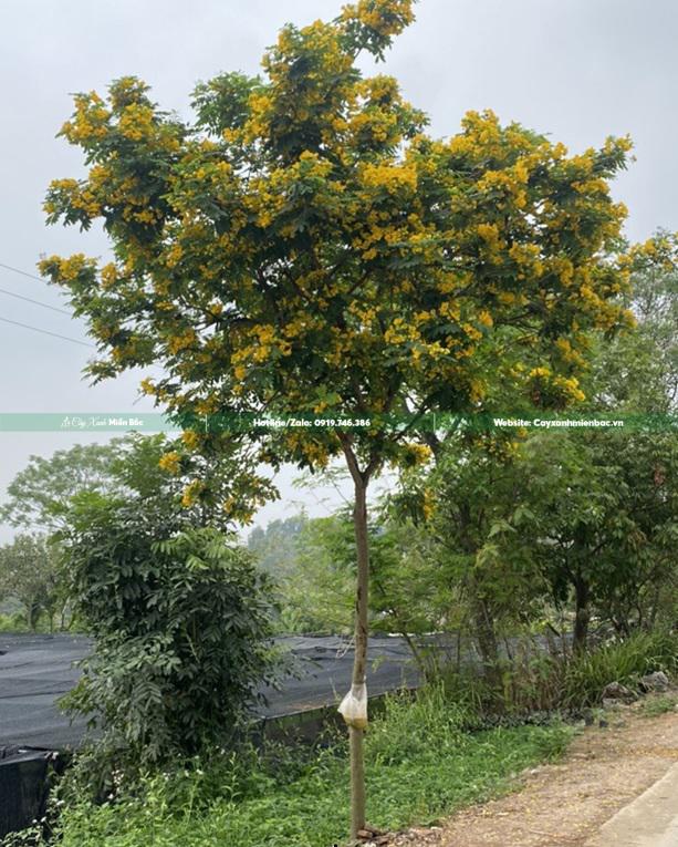 cây muồng lá lạc