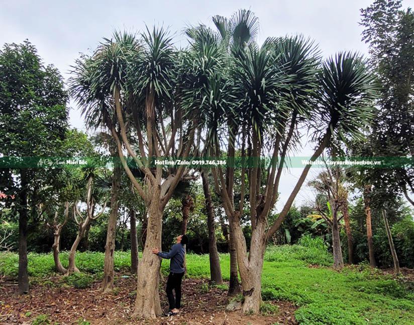 cây phát tài núi cổ thụ