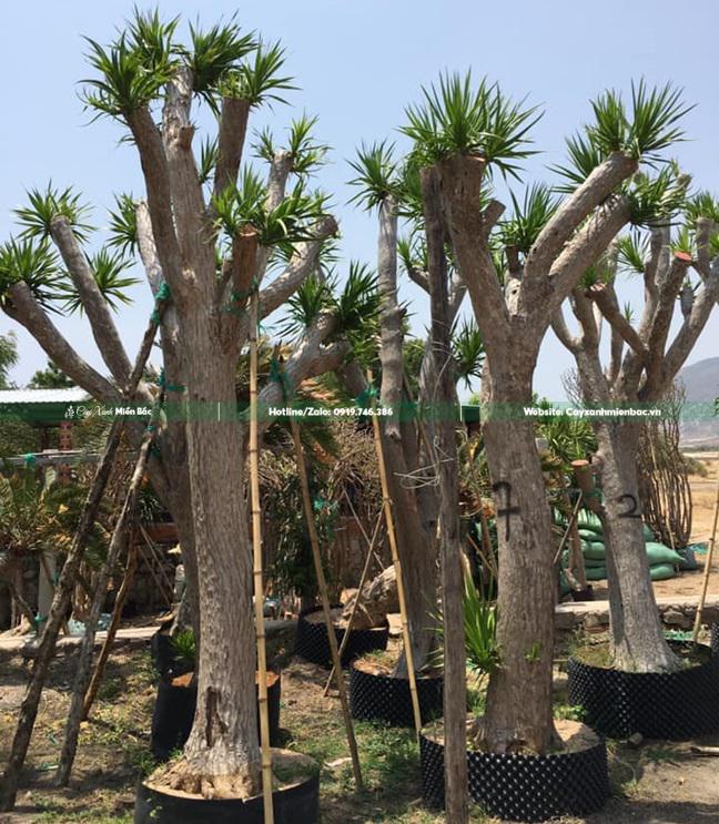 cây phát tài núi gốc cây phát tài núi gốc