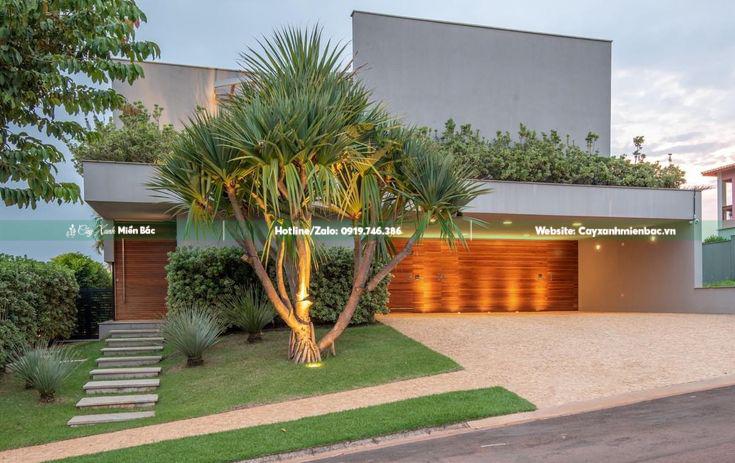 cây phát tài núi trồng gia đình cây phát tài núi trồng gia đình