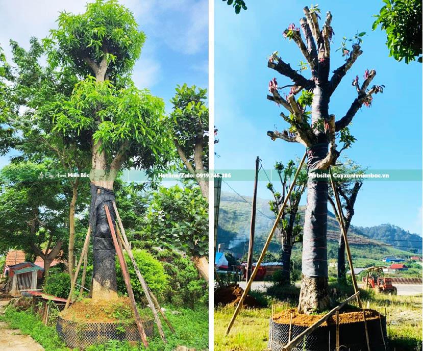 cây xoài cỡ lớn cây xoài cỡ lớn