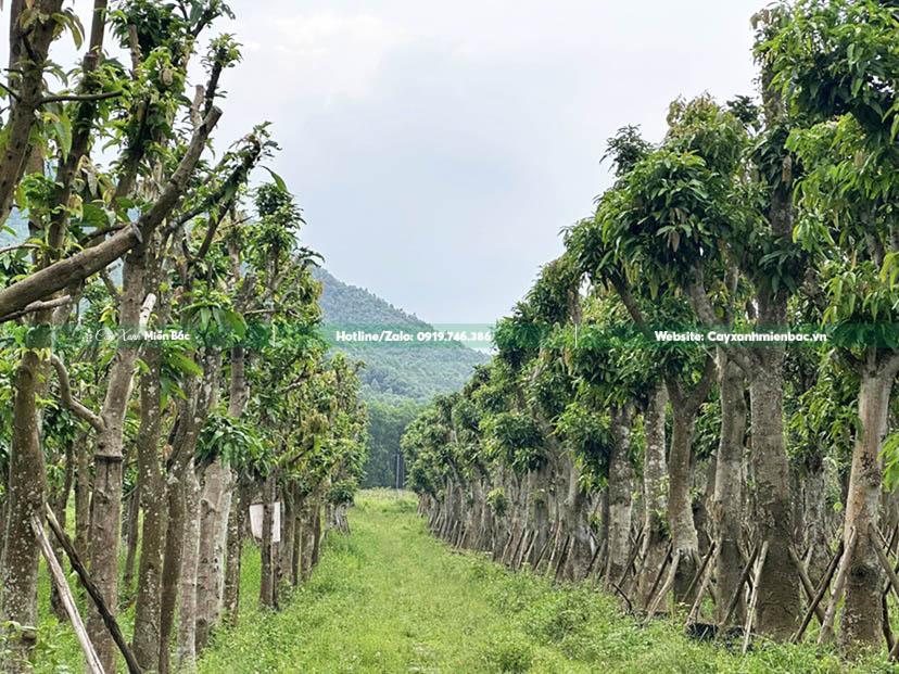 cây xoài tại vườn ươm