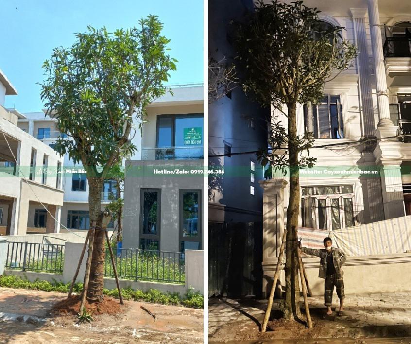 cây xoài trồng biệt thự cây xoài trồng biệt thự