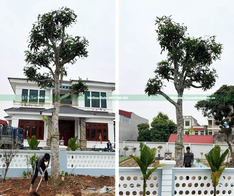 cây xoài trồng tại nhà