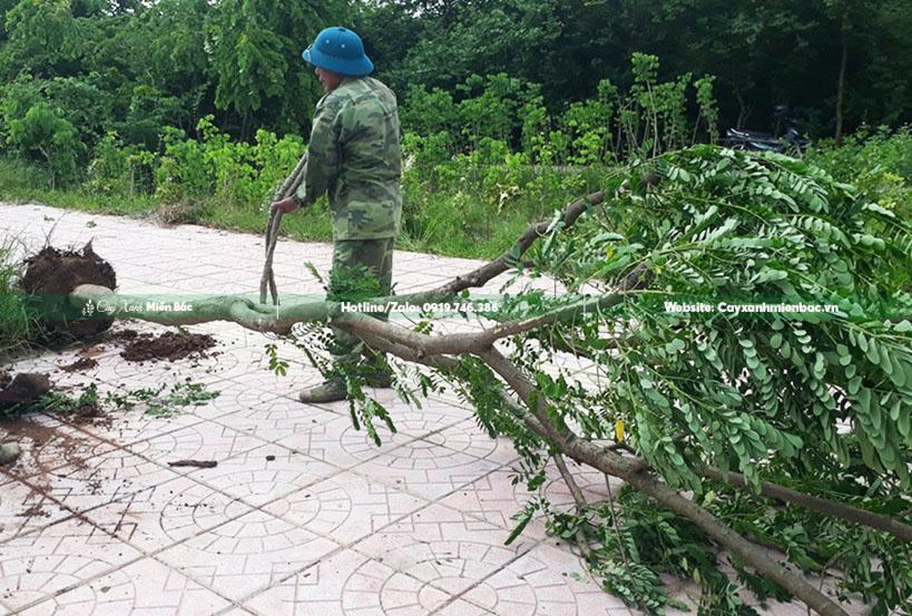 mua bán cây điệp vàng