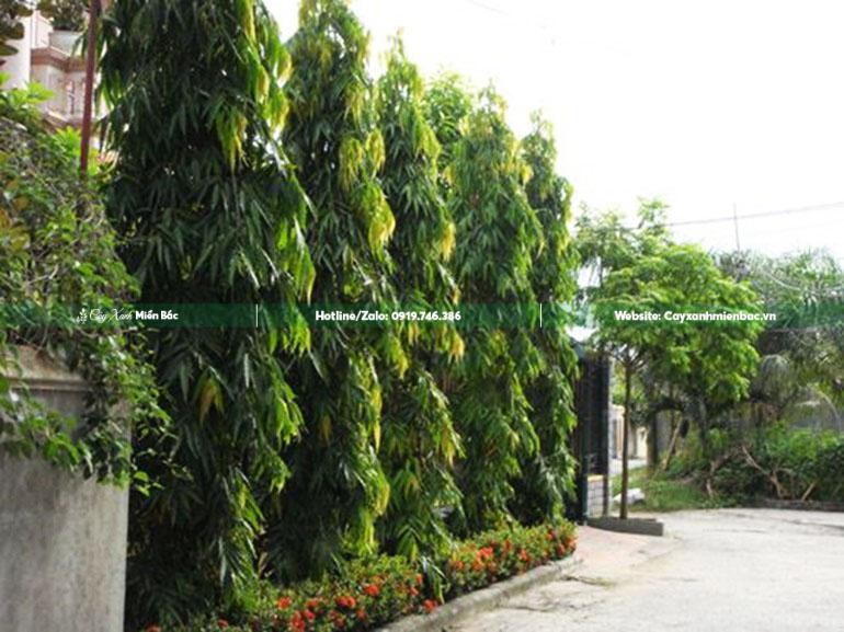 mua cây hoàng nam mua cây hoàng nam