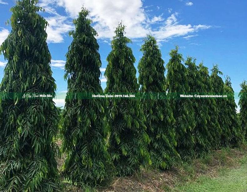 mua cây tùng ấn độ mua cây tùng ấn độ