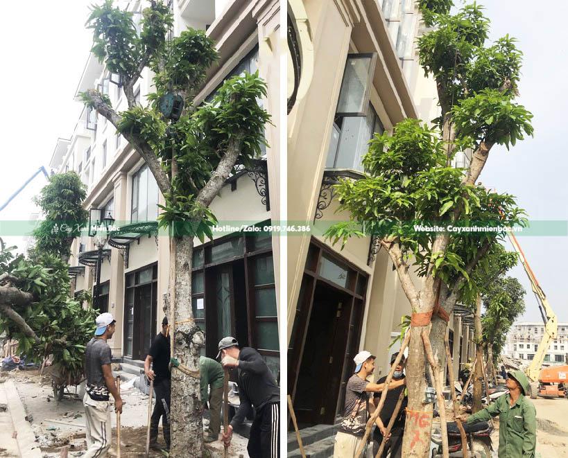 mua cây xoài giá tốt mua cây xoài giá tốt