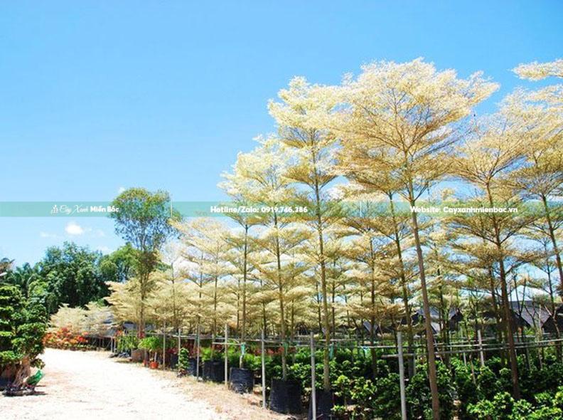 bán cây bàng cẩm thạch bán cây bàng cẩm thạch