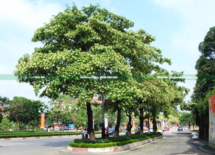 bán cây hoa sữa bán cây hoa sữa