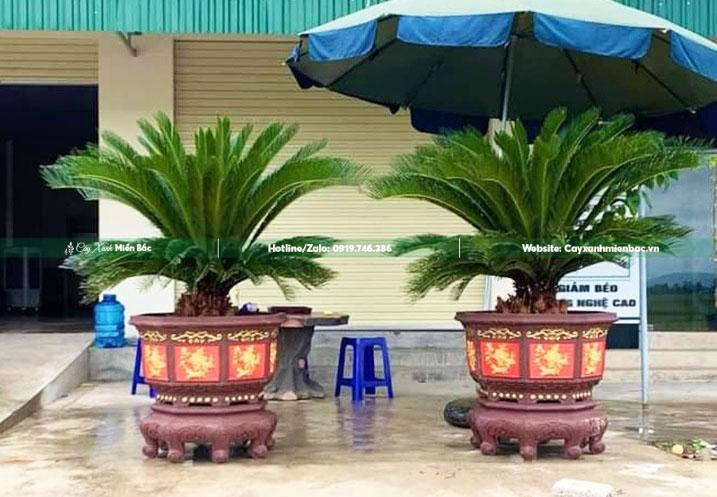 bán cây vạn tuế bán cây vạn tuế