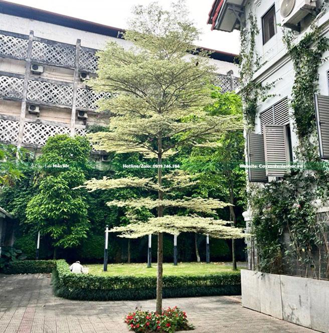 cây bàng cẩm thạch 2