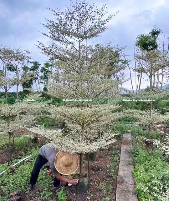 cây bàng cẩm thạch 5 cây bàng cẩm thạch 5