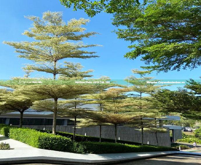 cây bàng cẩm thạch cây bàng cẩm thạch