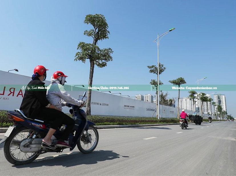 cây hoa sữa công trình cây hoa sữa công trình