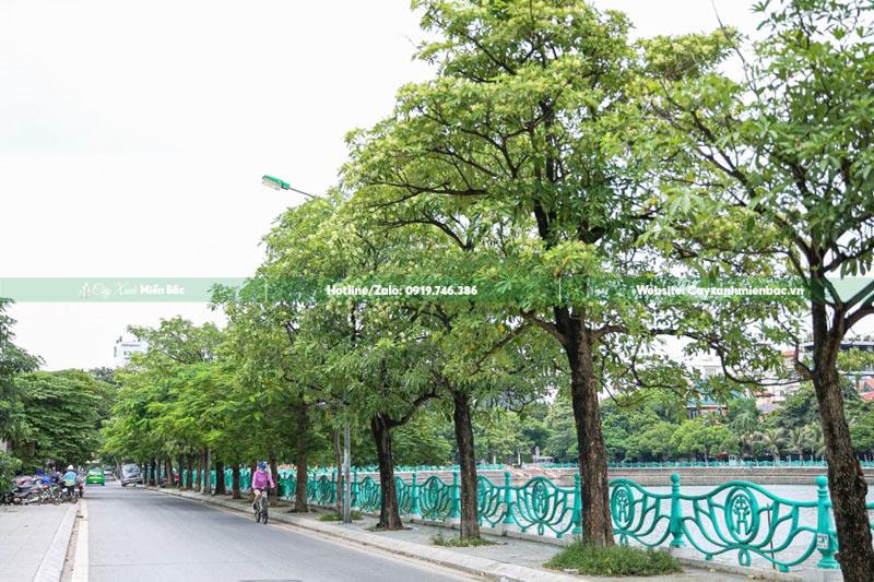 cây hoa sữa cây hoa sữa