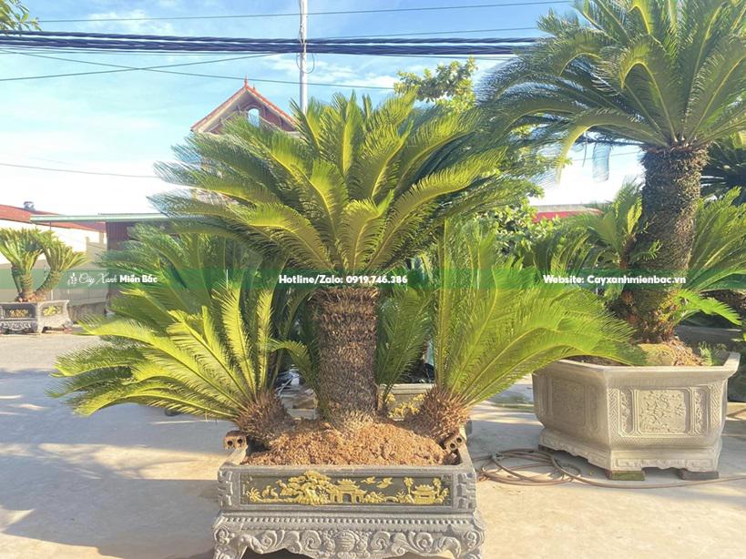 cây vạn tuế 3 thân cây vạn tuế 3 thân