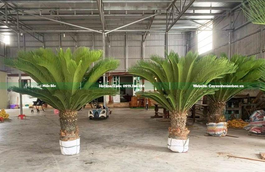 cây vạn tuế cỡ trung cây vạn tuế cỡ trung