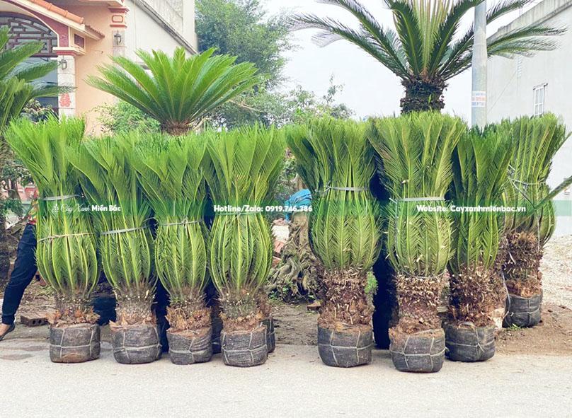 cây vạn tuế công trình cây vạn tuế công trình